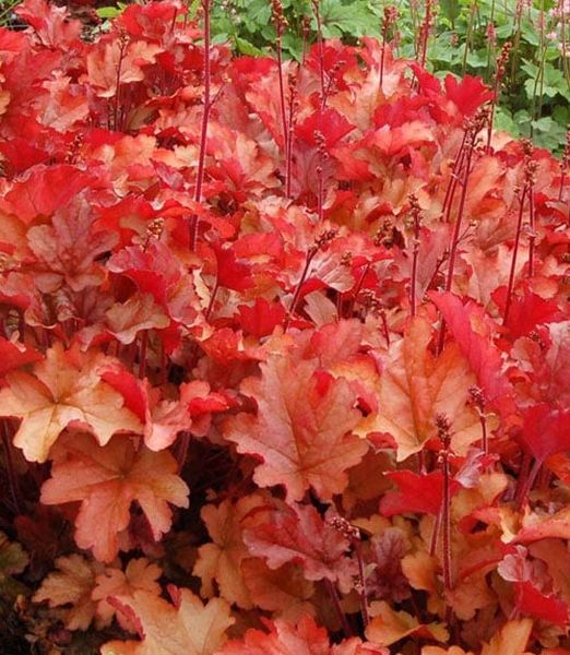 Heuchera 'Paprika'